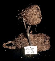 藏品(紋胸織布鳥巢)的圖片